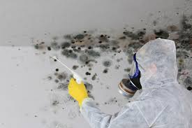 Mold Prevention & Removal